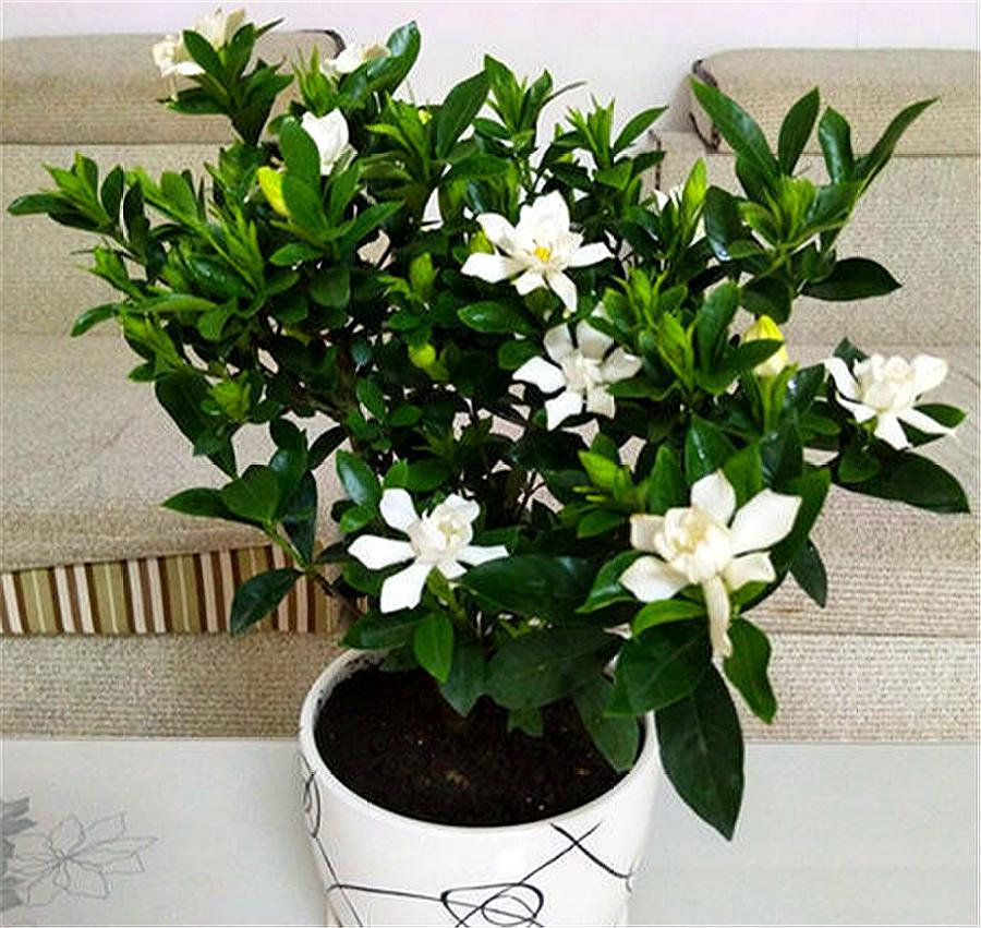 栀子花叶子发黄的原因与解决方法,栀子花叶子发黄什么原因