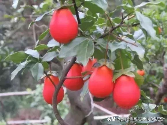 100种常见花卉植物图谱,100种花卉素描图谱