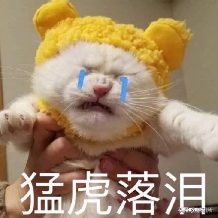 猫磨爪子什么意思,猫磨爪子