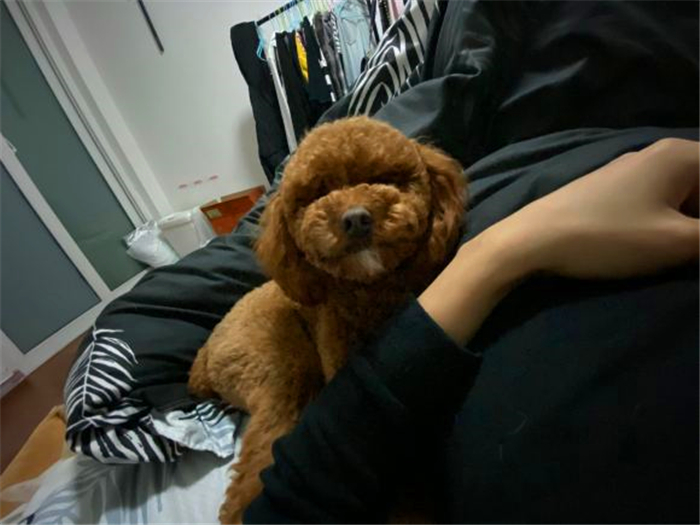 泰迪跟巨贵中间有什么关系呢,泰迪的正确喂养方法如下