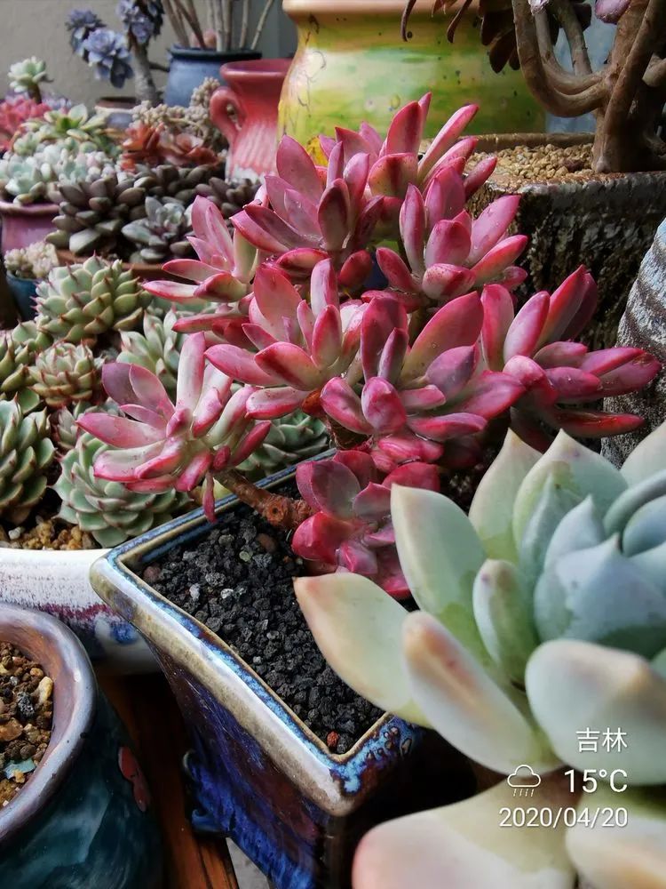 人生就像养多肉一样,人生如同养多肉时间不会怠慢