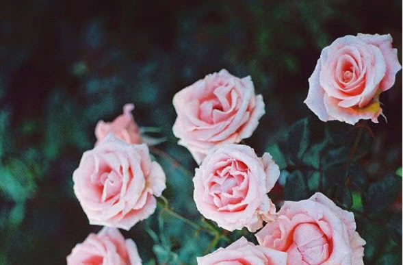 一个凤凰男的醒悟：不给女友情人节礼物，活该分手