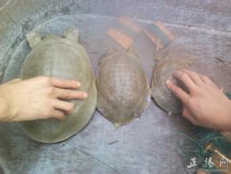 童年野外捉鱼,童年溪边捉鱼