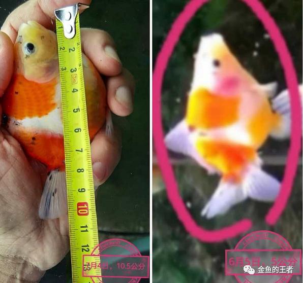 养功考试1个月，20条鱼的前后成长对比，变化太惊艳了