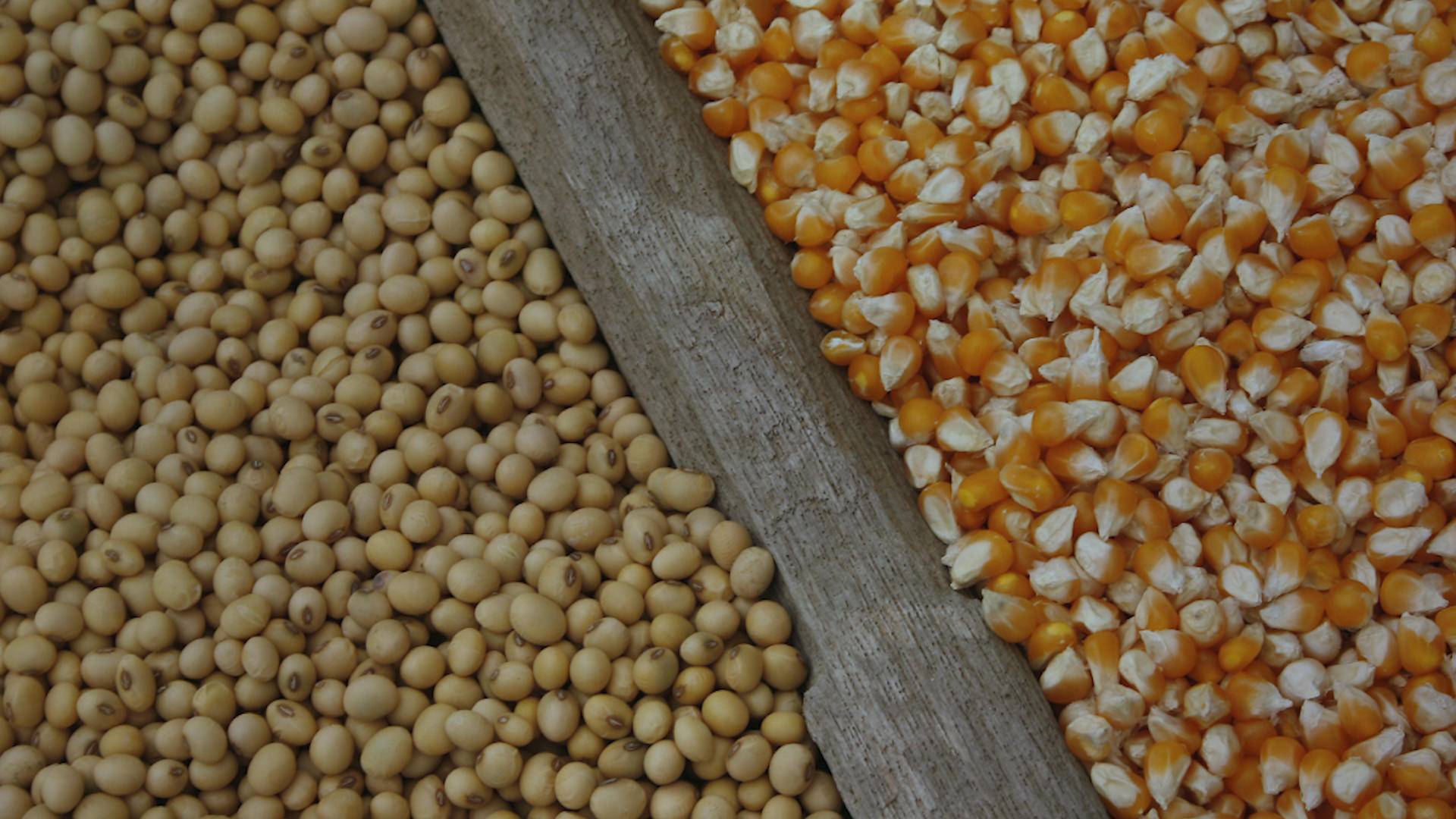 速生鸡与白羽鸡是什么,白羽鸡养殖技术和方法图解