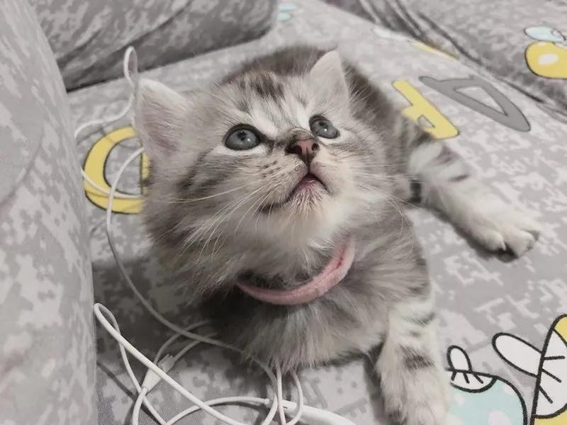 养猫后才知道爱是什么,养猫之后才知道原来只看猫睡觉