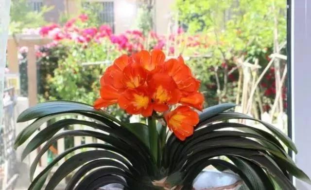 春季给君子兰换盆的正确方法,君子兰有花箭能不能换土换盆