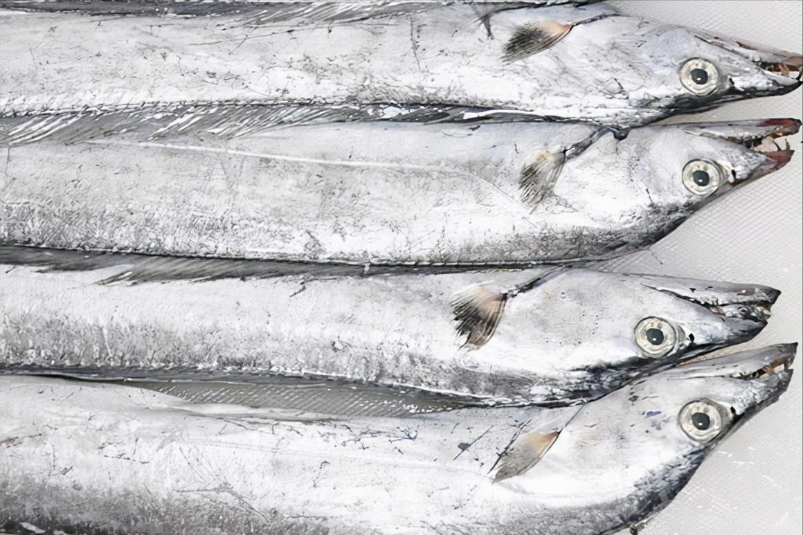 中国哪里的带鱼最好吃评测,全国哪里的带鱼最好吃