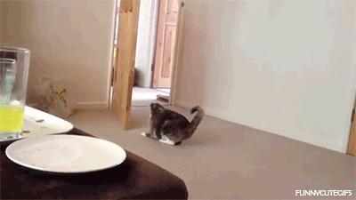 猫咪一副听不懂人话的样子,猫咪一副不太聪明的样子