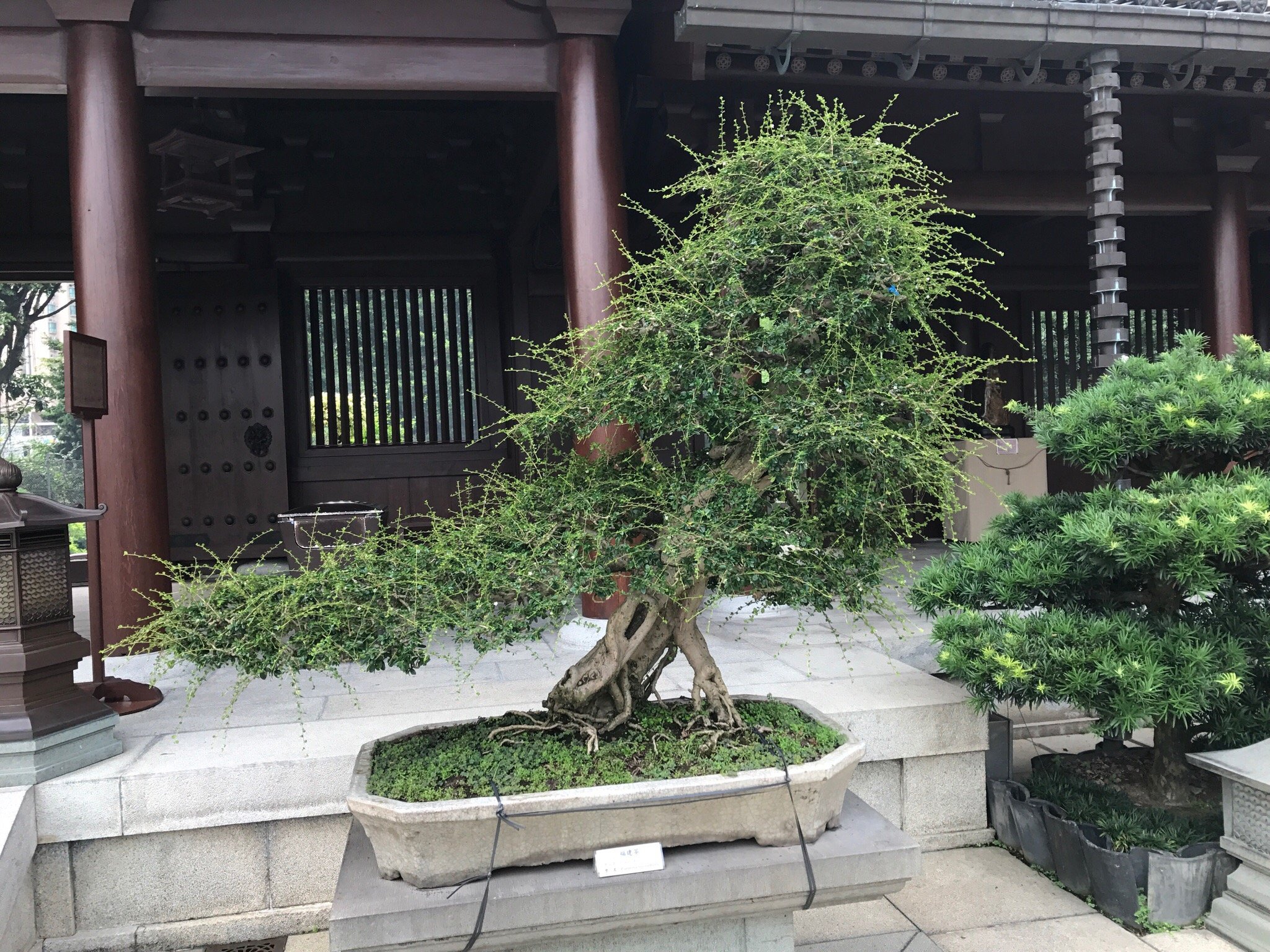 香港志莲净苑地图,香港志莲净苑好玩吗