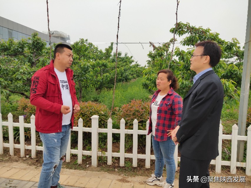 县政府助力樱桃销售,电商平台帮助果农销售樱桃
