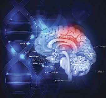 dha被专家称为脑黄金,为什么dha也叫脑黄金