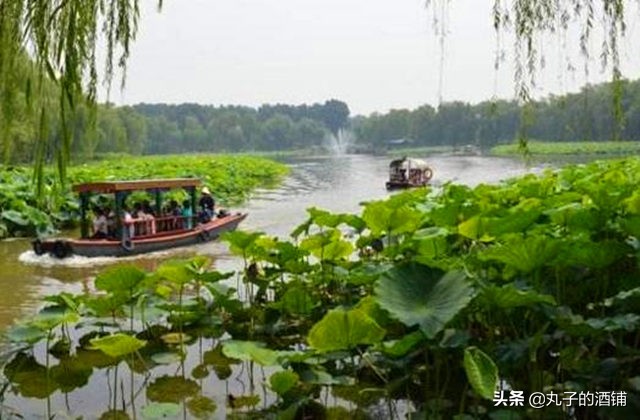 活动赏荷观光让你沉醉在这个夏天,这个夏天来苏州赏荷吧