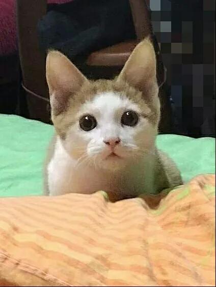 养猫和老鼠动漫,动画片猫和老鼠适合猫咪看吗