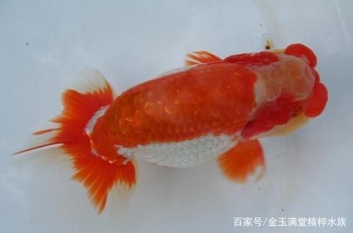 「小毳谈」一种进化失败却成为王的观赏鱼