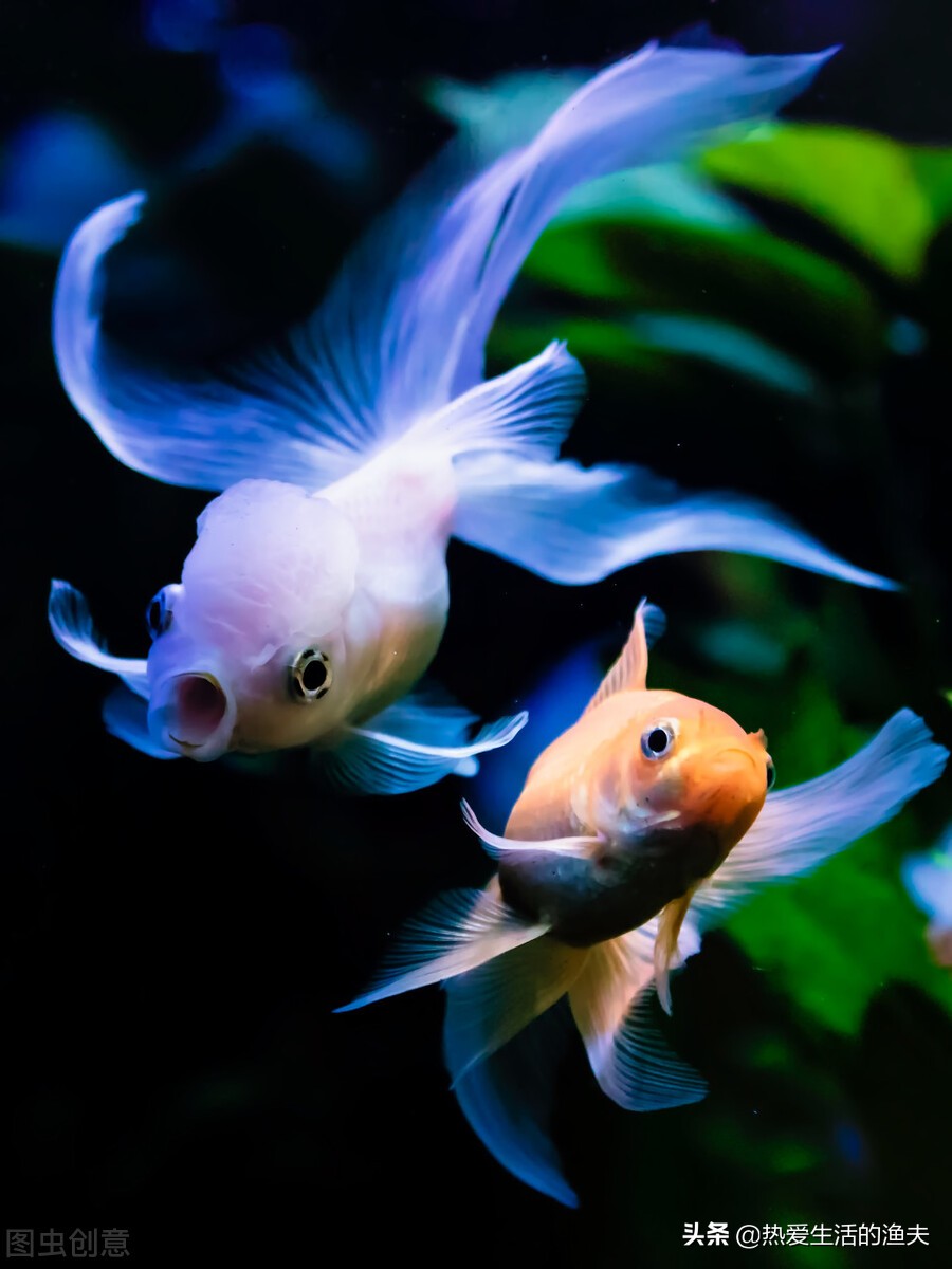 不用经常换水的观赏鱼鱼缸哪个好,热带观赏鱼鱼缸换水正确方法