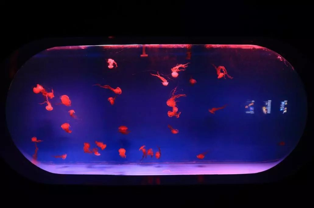 金牛湖野生动物王国过年去怎么样,金牛湖野生动物王国游玩时间