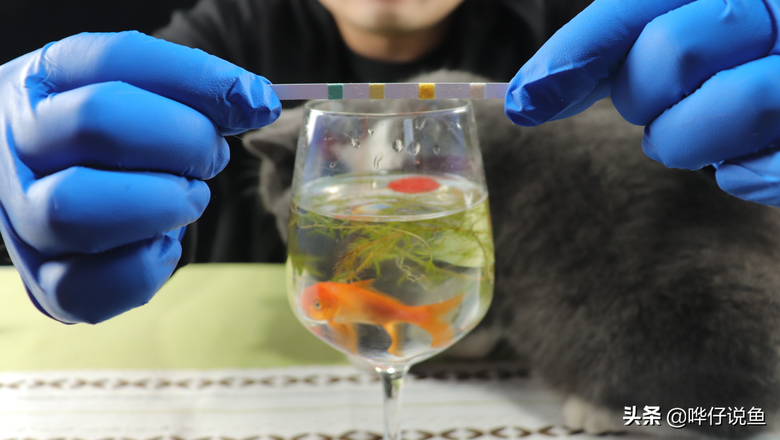 观赏鱼之怪现象：一条鱼有病，一缸鱼跟着一起吃药，闹着玩儿呢？