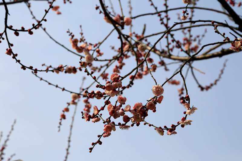 南京古林梅岭，二梅报春；盆景园梅花，婀娜多姿