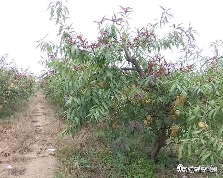 田园农场生态农业发展,许昌果牧香家庭农场