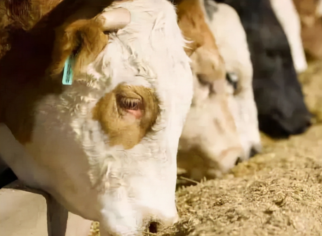 牛吃草料没食欲是怎么回事,牛没有食欲吃得少怎么办