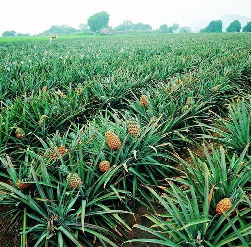 水果杂交冷知识,你不知道的水果冷知识