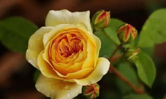 100种玫瑰花品种大全,玫瑰花有哪些品种大全