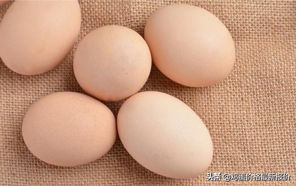 2022年河北馆陶市场今日鸡蛋价格,鸡蛋价格早报2021年10月23日