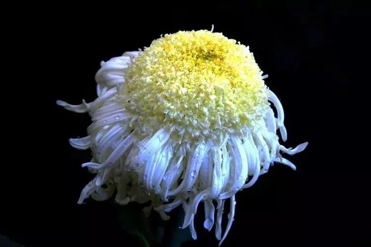 花中四君子菊花,花中四君子菊花的简介