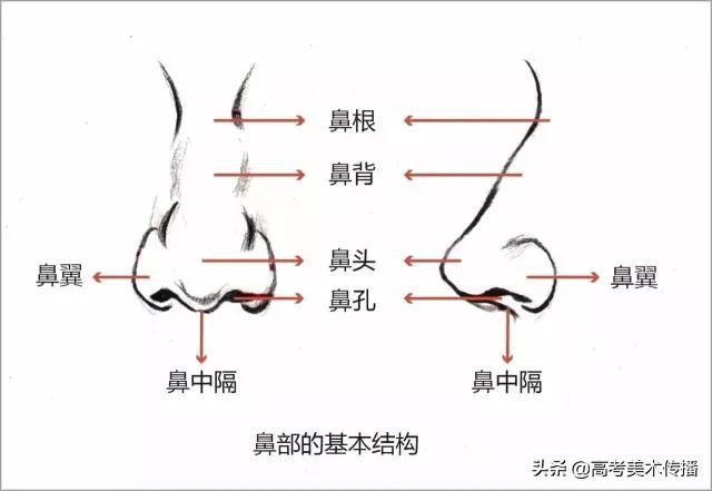 速写五官技法,速写五官的画法精讲