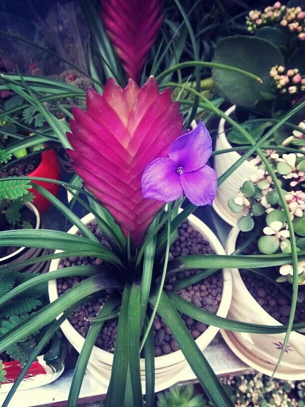 铁兰花开过花后能第二次开花吗,铁兰花花苞黄了怎么办