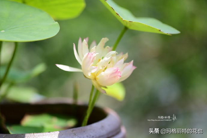 碗莲需要重复种植吗,碗莲种植不容易