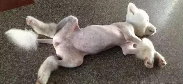 狗狗可以药物绝育吗,女狗狗该不该做绝育