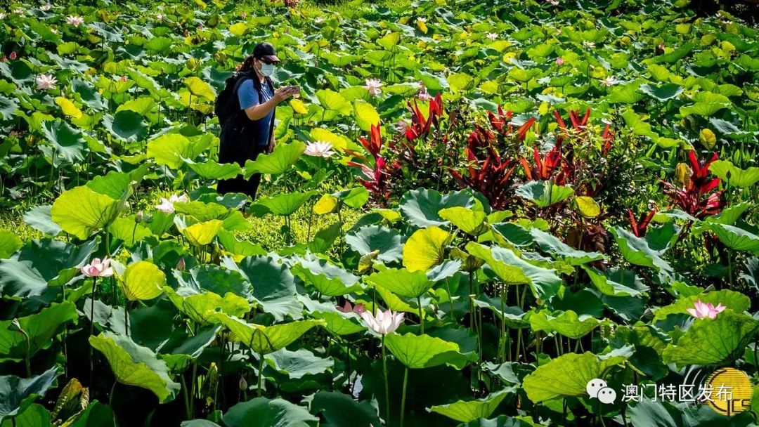 「澳门美景图辑」荷香飘飘