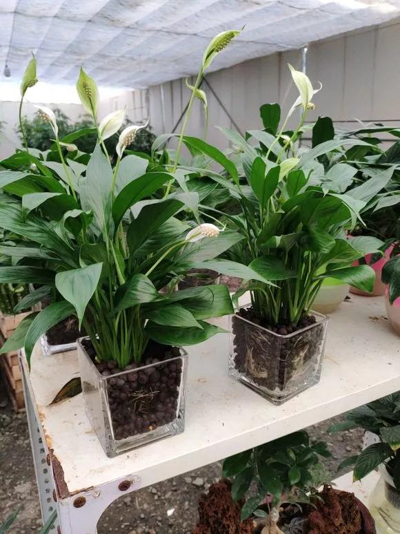 怎样让水培绿萝和吊兰长得快,绿萝吊兰水培后如何盆栽