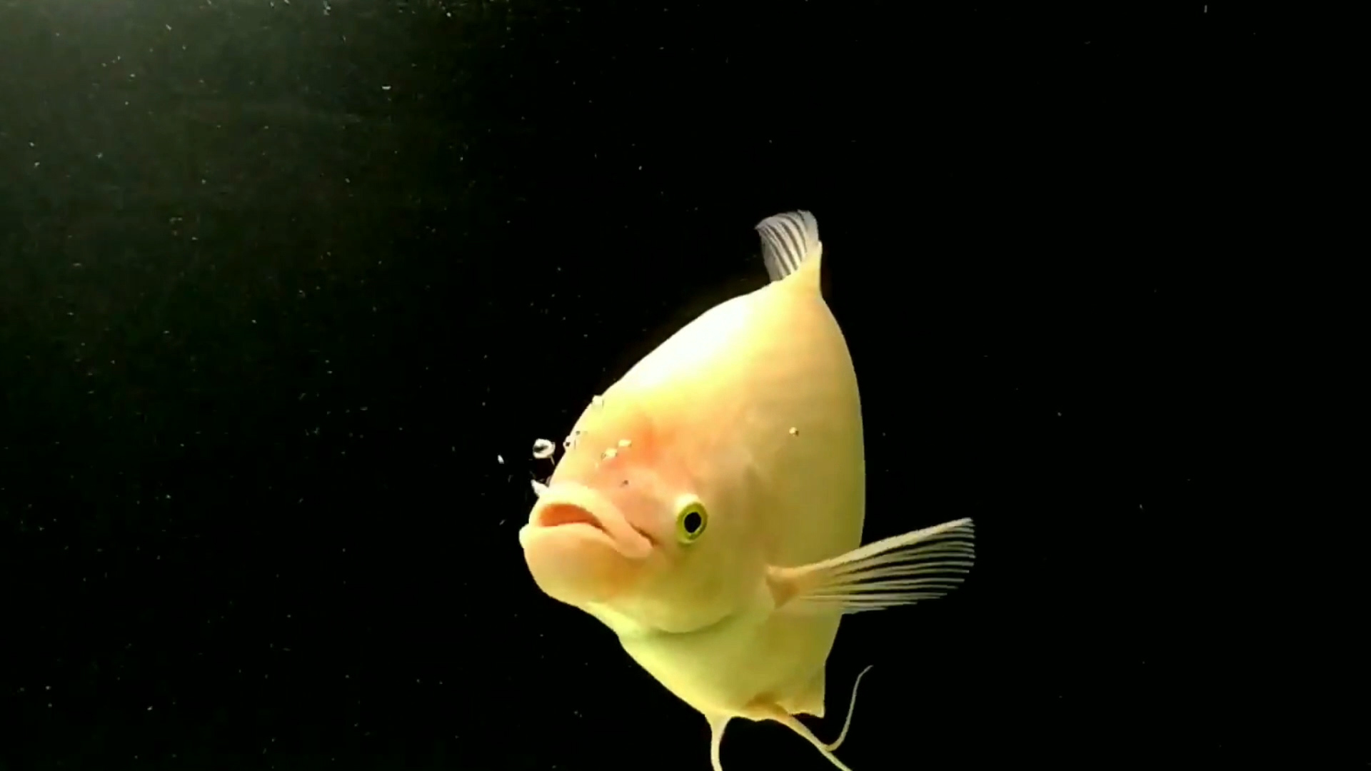 招财鱼怎么养才能长得快些,招财鱼怎么养才能更旺盛