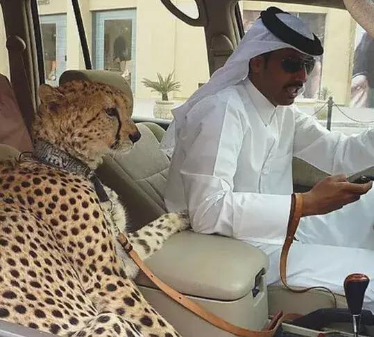 迪拜从小渔村变成壕城,迪拜从一个小渔村发展到现在