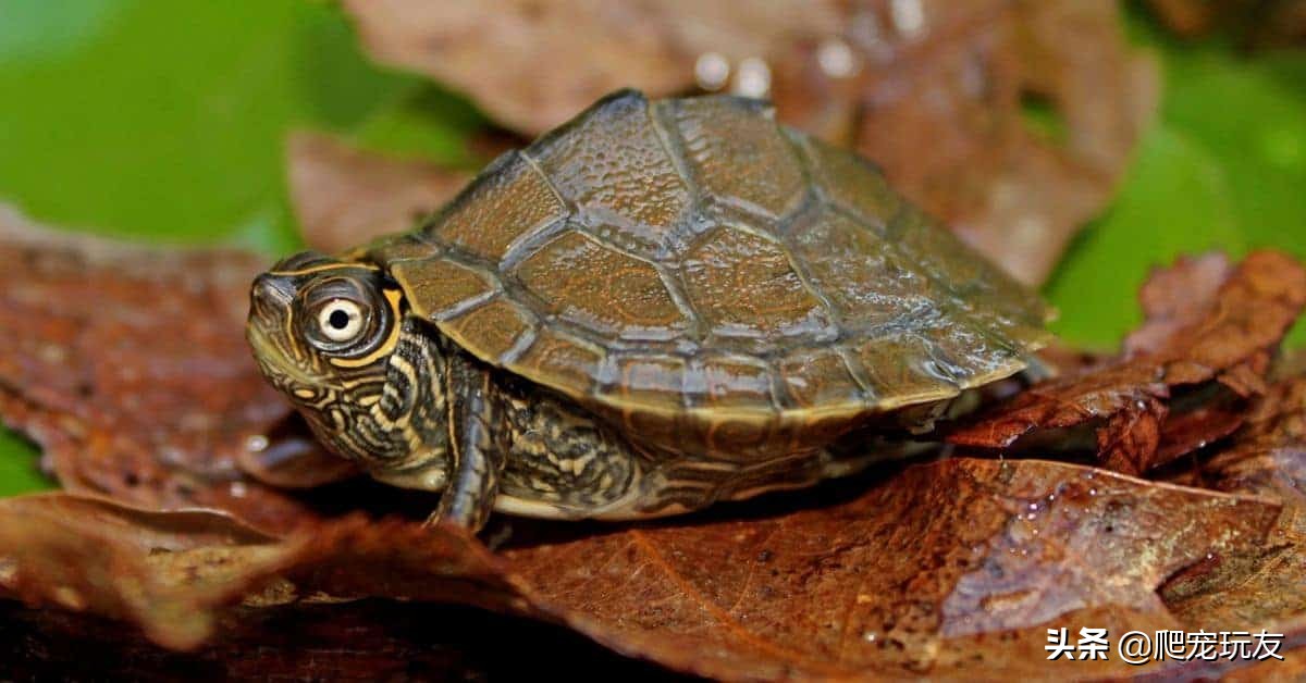 密西西比麝香龟饲养环境,密西西比地图龟好养吗