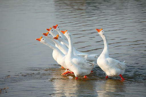 蛇最怕什么？真的不是雄黄粉，研究人员说明了原因