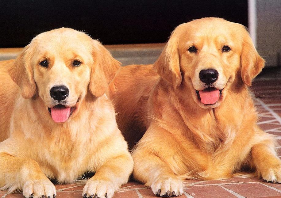 金毛一天需要喂多少合适的狗粮,金毛不喂狗粮喂什么比较好