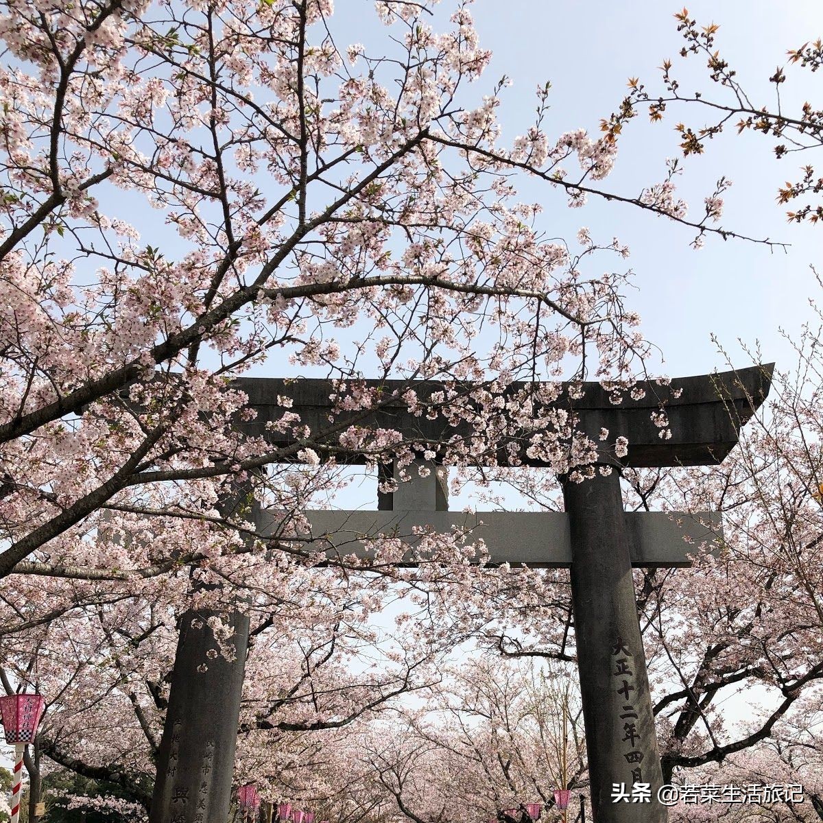 九州岛樱花,九州樱花之旅