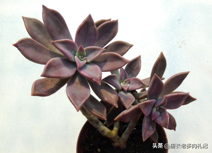 雾里看花——韩国初恋和韩彩莲身世成谜，它们会是同一种多肉吗？