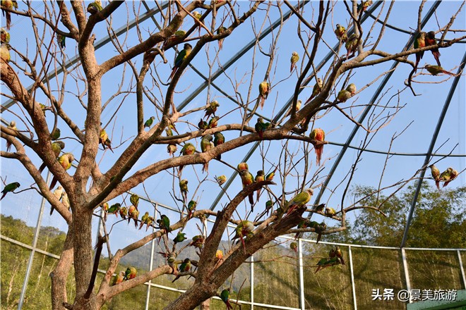 佛山南丹山有株鹦鹉树，几百只鹦鹉在晒秋取暖准备过冬