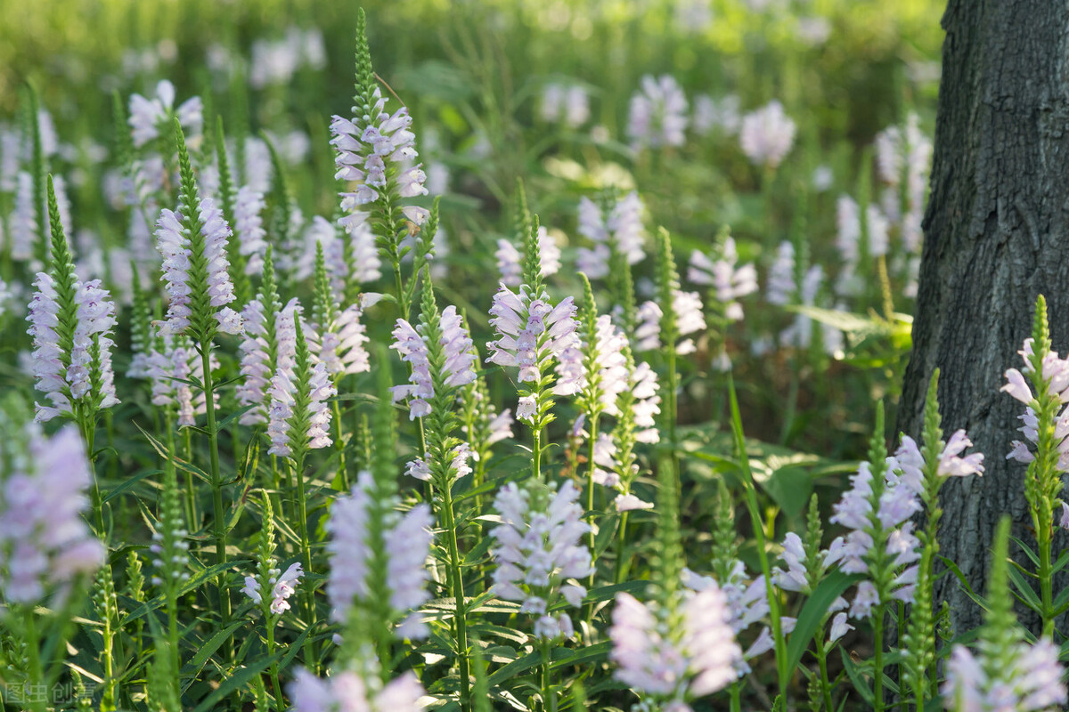 园林人需要知道的85个花卉知识,园林花卉的种类及图片