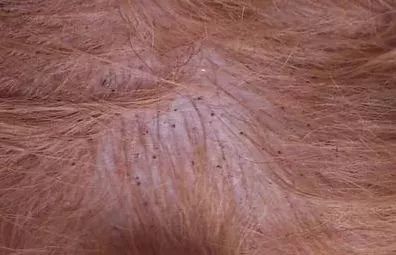 狗狗趾间炎皮肤溃烂怎么治疗,狗狗经常皮肤痒用什么药洗澡