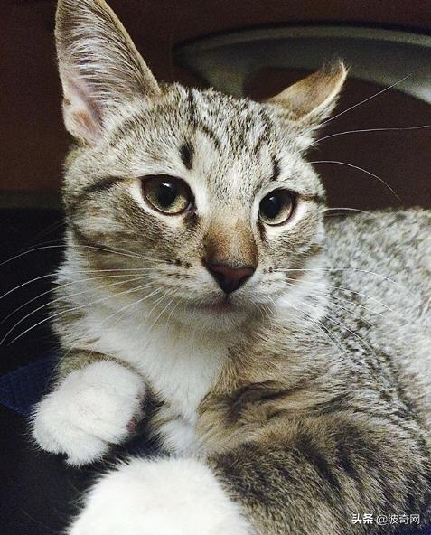 猫咪怀孕睡觉会抽搐吗,猫咪睡觉时叫唤是做梦吗