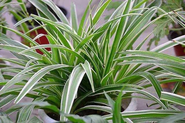 吊兰可以用什么代替施肥才能养好,吊兰剪头后怎么施肥