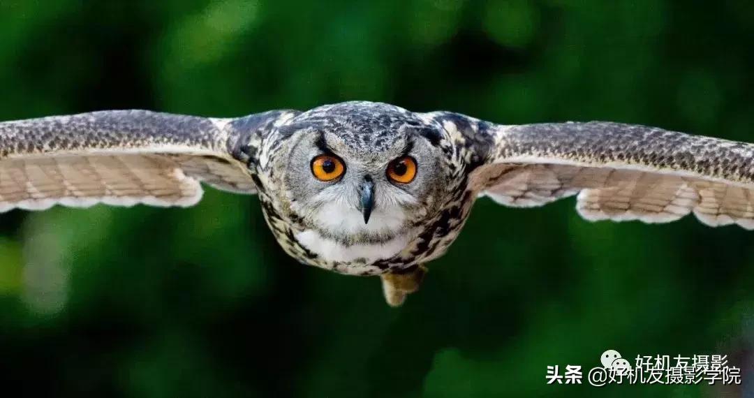 手机拍鸟镜头拍摄技巧,拍摄鸟片后期技巧有哪些