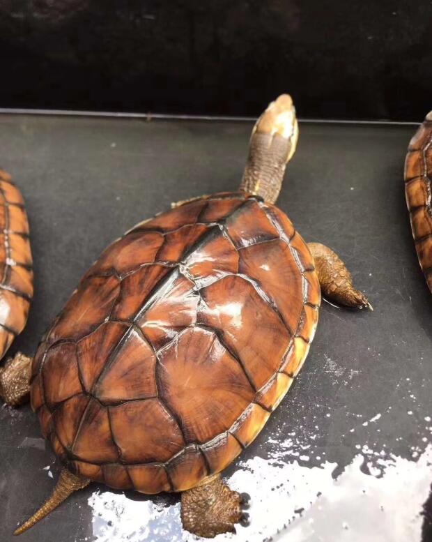 养龟养多少算多,养龟几年算老手