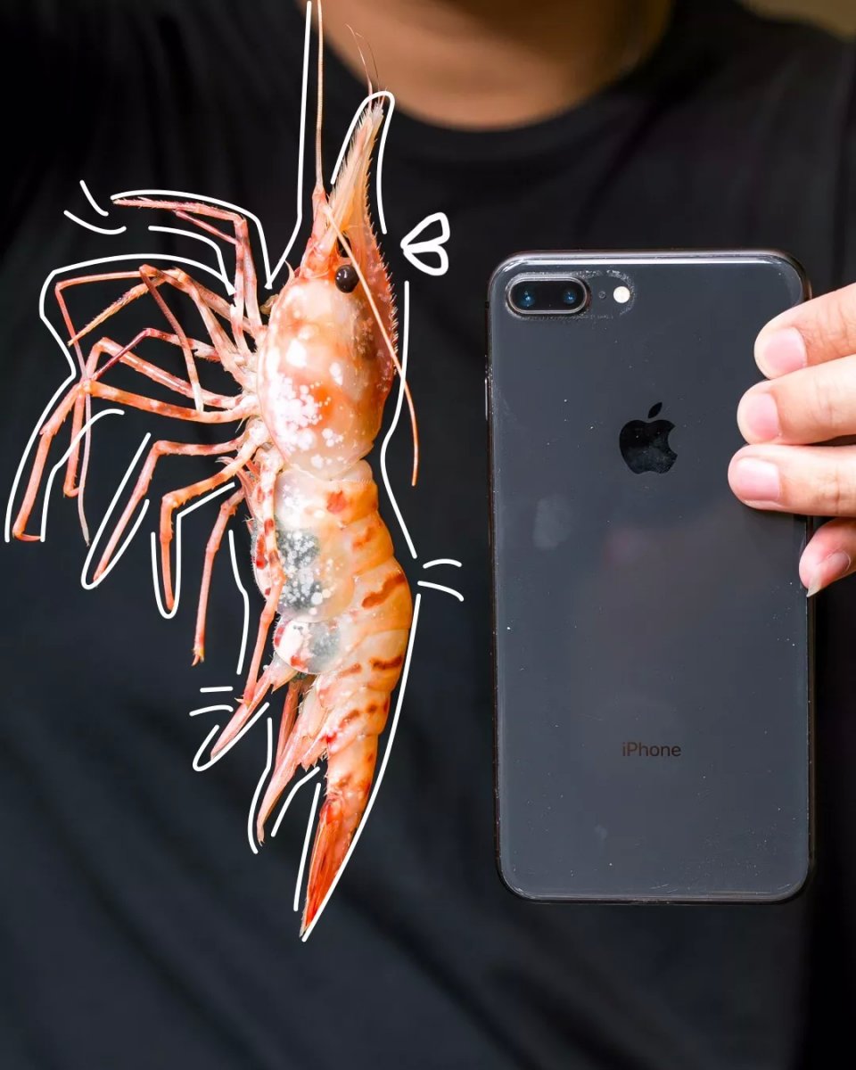 帝王蟹波龙象拔蚌,陆家嘴帝王蟹